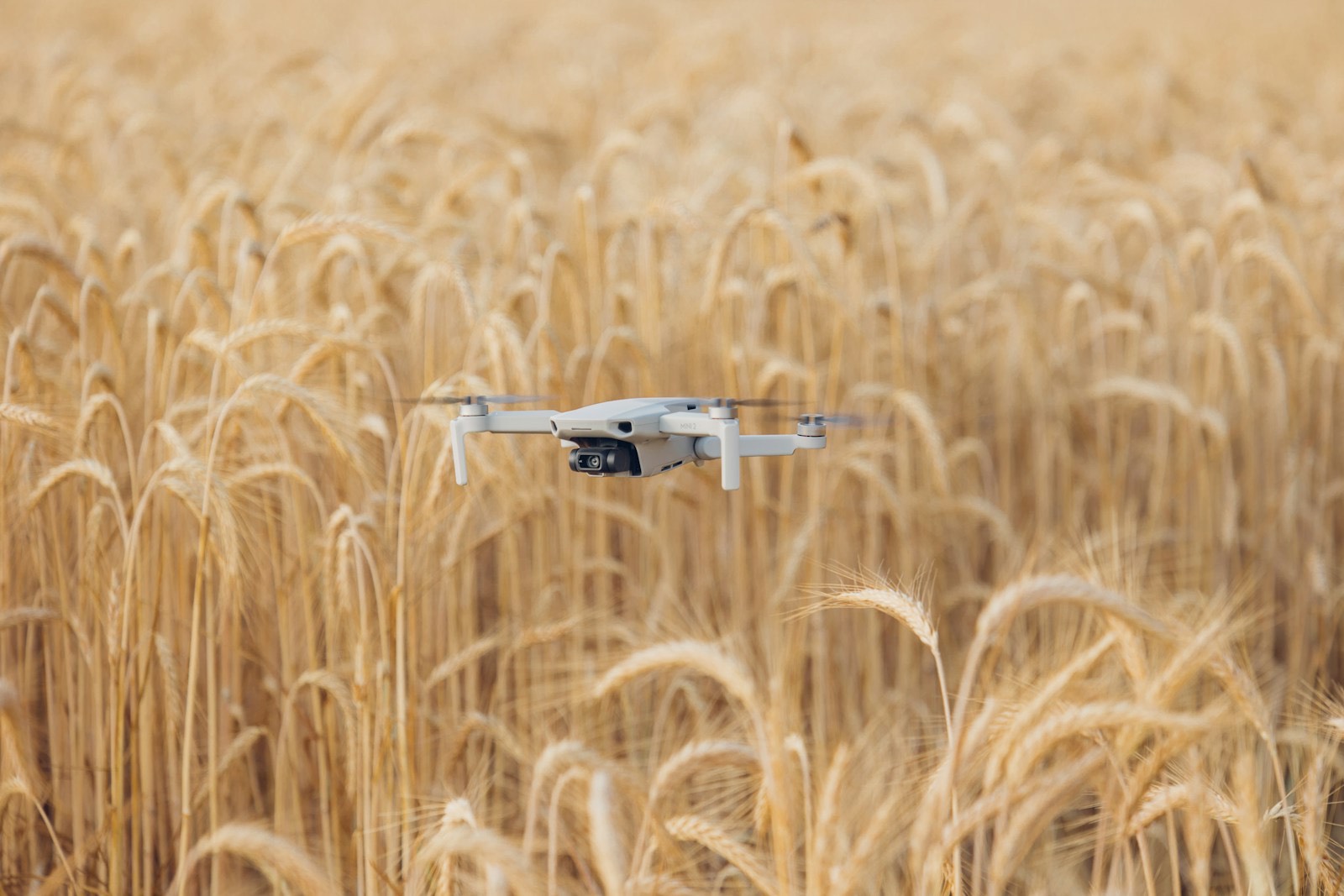 Drone flying low over a standing wheat crop