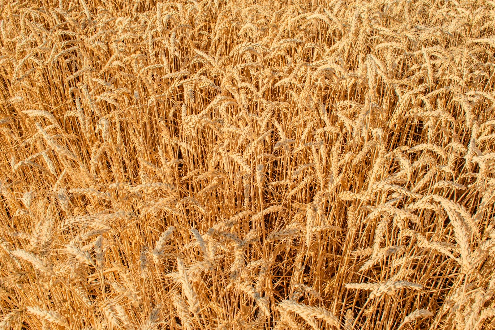 Wheat field at grain fill — typical NDVI scouting subject