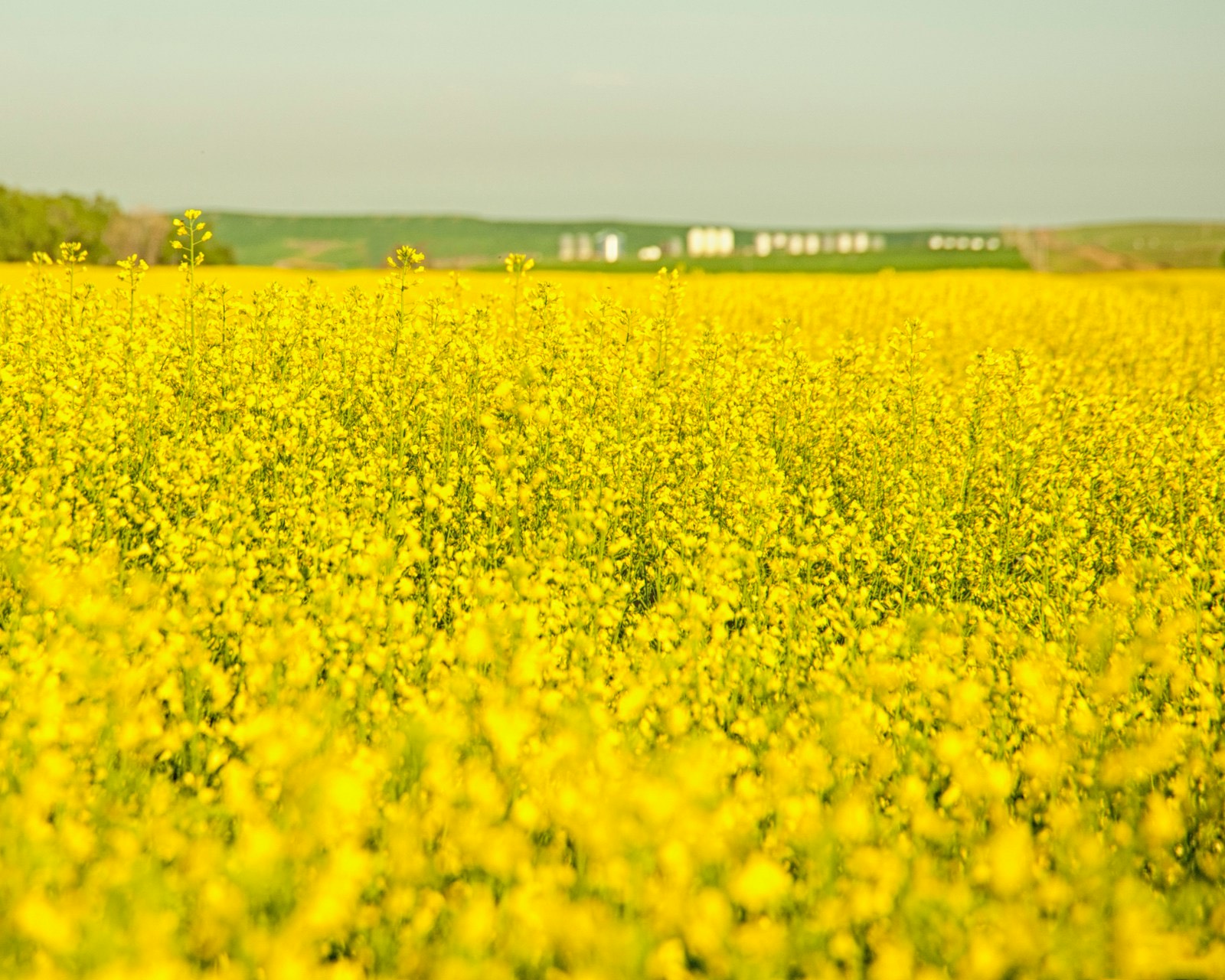 Oilseed rape field — the crop where drone pod sealant avoids 5% wheel loss