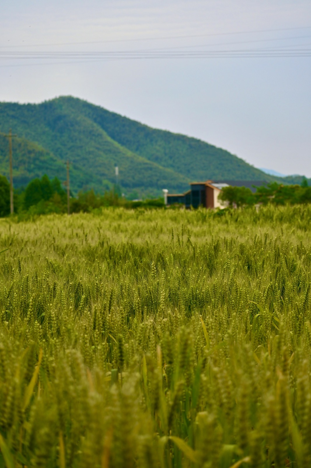 Young wheat field — the kind of crop where drone slug pellet application is most useful
